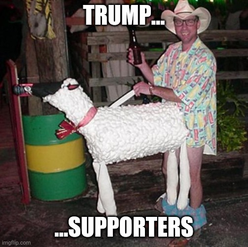 Sheep | TRUMP... ...SUPPORTERS | image tagged in sheep | made w/ Imgflip meme maker