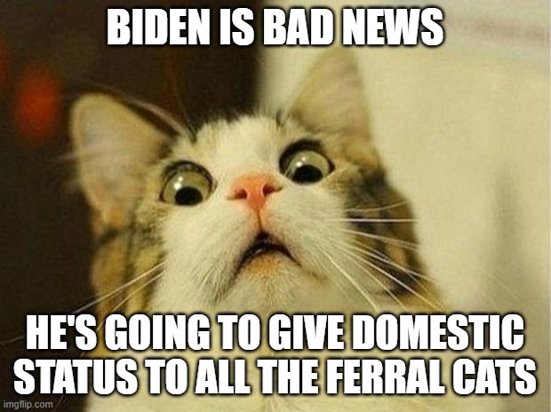 Scared Cat | BIDEN IS BAD NEWS; HE'S GOING TO GIVE DOMESTIC STATUS TO ALL THE FERRAL CATS | image tagged in memes,scared cat | made w/ Imgflip meme maker