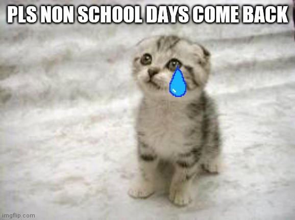 Sad Cat | PLS NON SCHOOL DAYS COME BACK | image tagged in memes,sad cat | made w/ Imgflip meme maker
