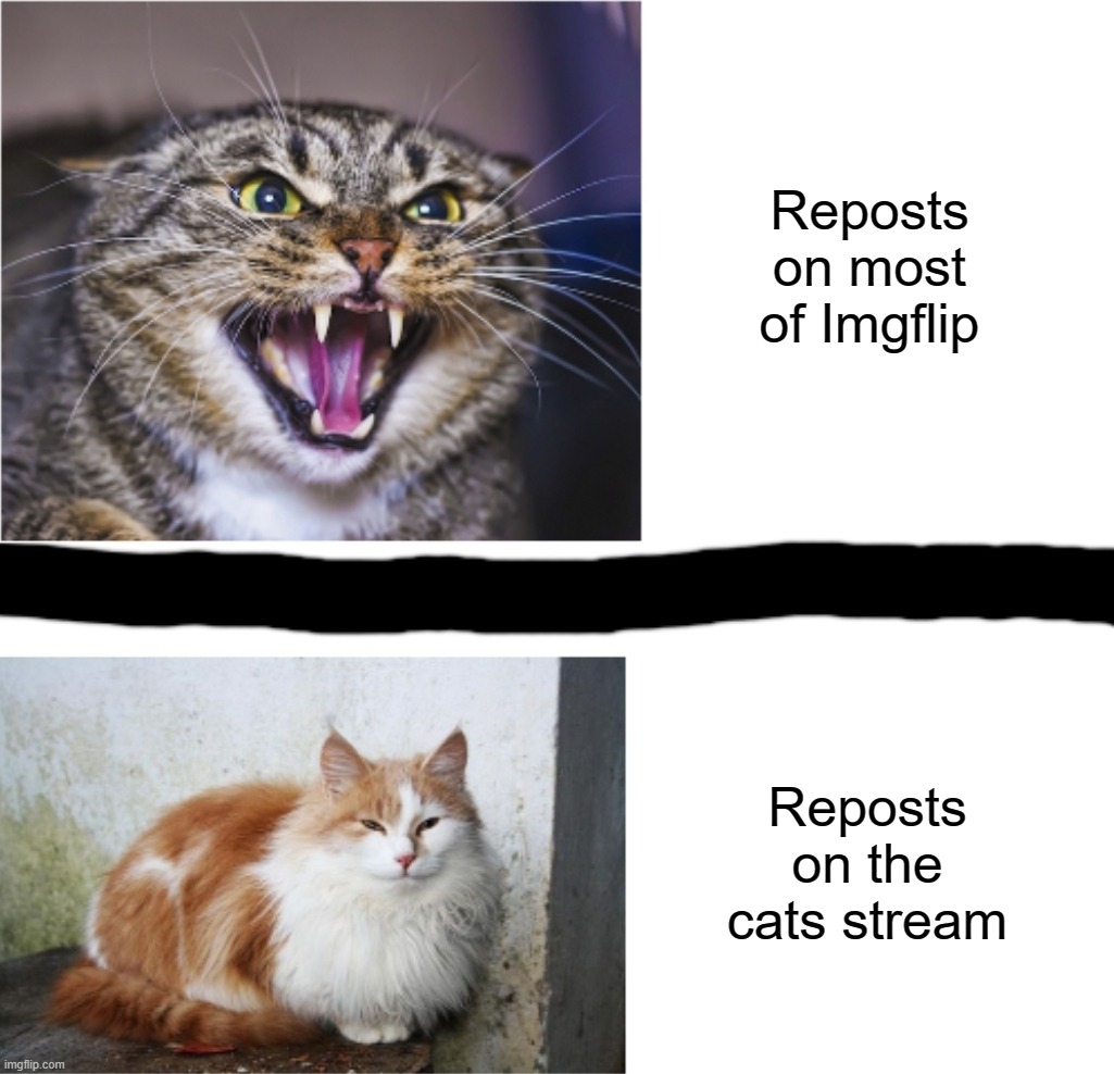 Cat Drake | Reposts on most of Imgflip; Reposts on the cats stream | image tagged in cat drake | made w/ Imgflip meme maker