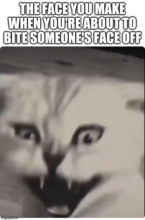 Violent fluffy boi | THE FACE YOU MAKE WHEN YOU'RE ABOUT TO BITE SOMEONE'S FACE OFF | image tagged in cats,fluffy boi,mad | made w/ Imgflip meme maker