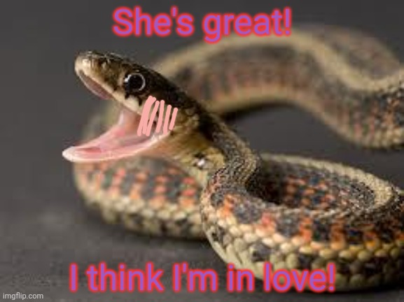 Warning Snake | She's great! I think I'm in love! | image tagged in warning snake | made w/ Imgflip meme maker