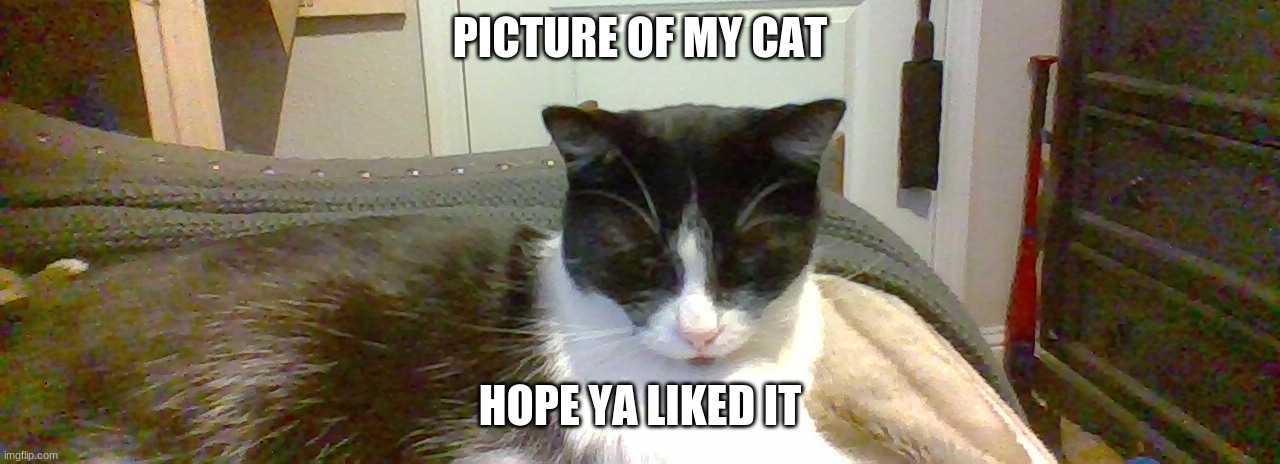 Picture of my cat | PICTURE OF MY CAT; HOPE YA LIKED IT | image tagged in cat | made w/ Imgflip meme maker