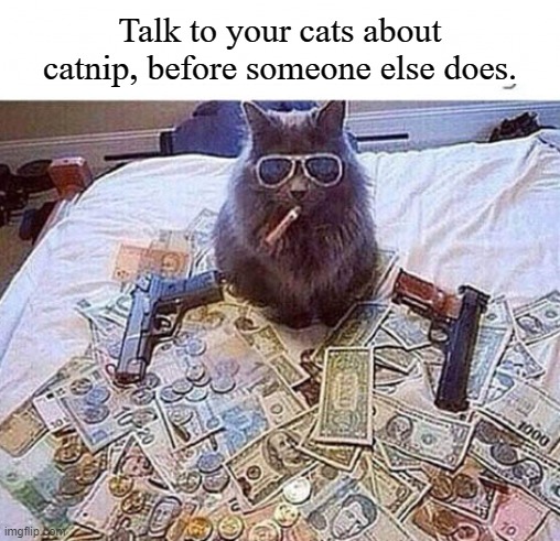 A very serious subject, people! | Talk to your cats about catnip, before someone else does. | image tagged in memes,cats,catnip,catnip cat | made w/ Imgflip meme maker