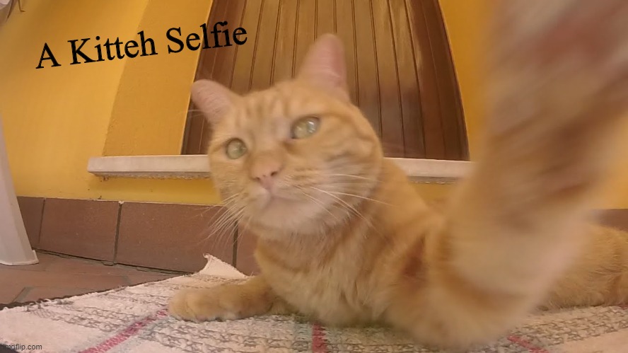 A Kitteh Selfie | image tagged in memes,cats,selfie | made w/ Imgflip meme maker