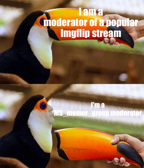 A meme about the stream. | I am a moderator of a popular Imgflip stream; I'm a MS_memer_group moderator | image tagged in toucan beak,memes | made w/ Imgflip meme maker
