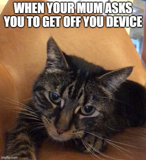 WHYYYYYYYYYYYYY? | WHEN YOUR MUM ASKS YOU TO GET OFF YOU DEVICE | image tagged in funny memes,fun,cats,cat,why,oh no | made w/ Imgflip meme maker