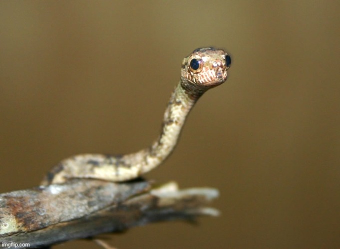 snek | image tagged in snek | made w/ Imgflip meme maker