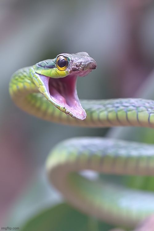 shocked snek | image tagged in shocked snek | made w/ Imgflip meme maker