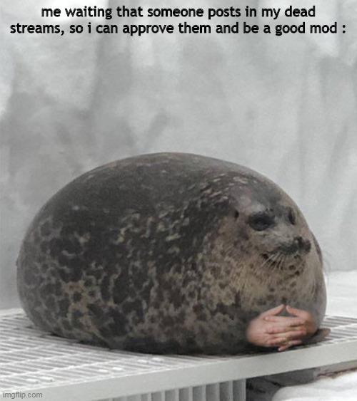 Seal waiting | me waiting that someone posts in my dead streams, so i can approve them and be a good mod : | image tagged in seal waiting | made w/ Imgflip meme maker