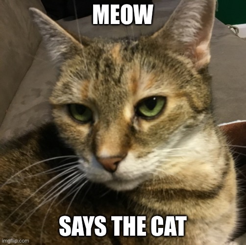 Mrowr | MEOW; SAYS THE CAT | image tagged in cat,cute cat | made w/ Imgflip meme maker