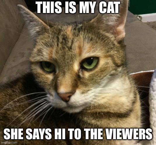 My cat says hi |  THIS IS MY CAT; SHE SAYS HI TO THE VIEWERS | image tagged in cats,cute cat | made w/ Imgflip meme maker