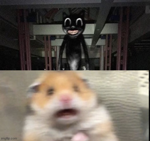 Idk what to even name this honestly ;-; | image tagged in cartoon cat,startled hamster | made w/ Imgflip meme maker