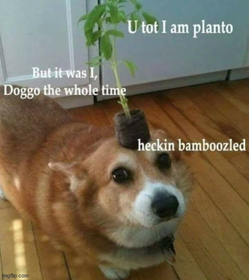 Bamboozled again | image tagged in funny,memes,doggo,bamboozled | made w/ Imgflip meme maker