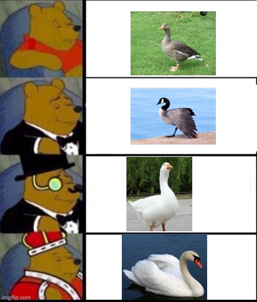 Goose to Swan Tier List | image tagged in tuxedo winnie the pooh 4 panel,goose | made w/ Imgflip meme maker