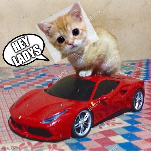 HEY LADYS | image tagged in cat | made w/ Imgflip meme maker