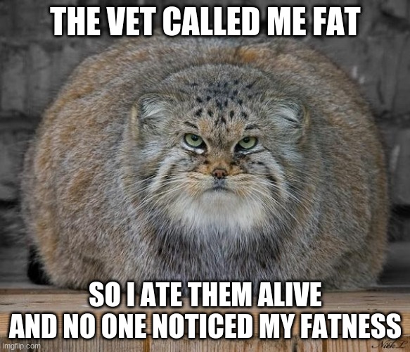 Fat Cats Exercise | THE VET CALLED ME FAT; SO I ATE THEM ALIVE AND NO ONE NOTICED MY FATNESS | image tagged in fat cat | made w/ Imgflip meme maker