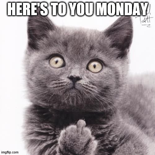 Monday Kitten | HERE'S TO YOU MONDAY | image tagged in funny cats | made w/ Imgflip meme maker