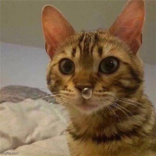 SNOT BUBBLE | image tagged in snot bubble,cats | made w/ Imgflip meme maker