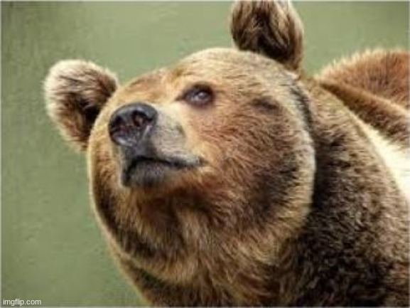 Smug Bear Meme | image tagged in memes,smug bear | made w/ Imgflip meme maker