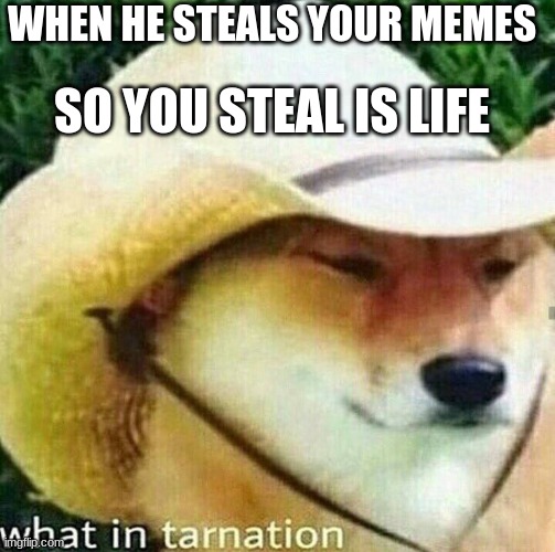 ... | SO YOU STEAL IS LIFE; WHEN HE STEALS YOUR MEMES | image tagged in what in tarnation dog | made w/ Imgflip meme maker