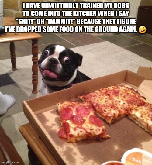 Oops I did it again | I HAVE UNWITTINGLY TRAINED MY DOGS TO COME INTO THE KITCHEN WHEN I SAY "SHIT!" OR "DAMMIT!" BECAUSE THEY FIGURE I'VE DROPPED SOME FOOD ON THE GROUND AGAIN. 🤣 | image tagged in hungry pizza dog | made w/ Imgflip meme maker