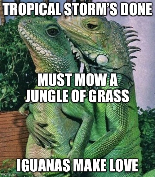 A Florida Haiku | TROPICAL STORM’S DONE; MUST MOW A JUNGLE OF GRASS; IGUANAS MAKE LOVE | image tagged in iguanas mating,florida,hurricane,yard work,memes | made w/ Imgflip meme maker