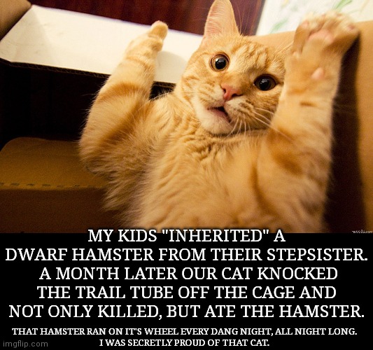 cat stole | MY KIDS "INHERITED" A DWARF HAMSTER FROM THEIR STEPSISTER.  A MONTH LATER OUR CAT KNOCKED THE TRAIL TUBE OFF THE CAGE AND NOT ONLY KILLED, B | image tagged in cat stole | made w/ Imgflip meme maker
