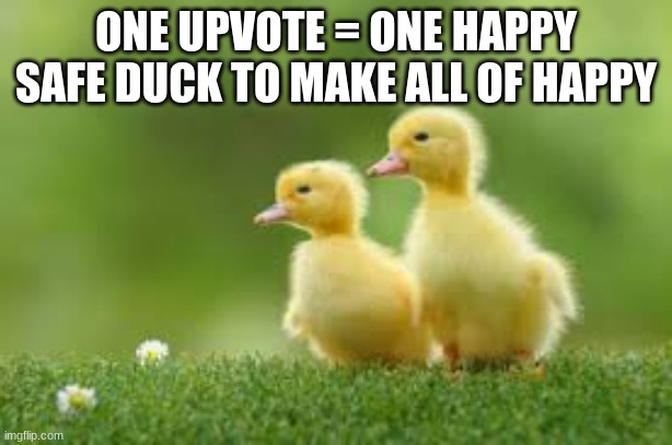 i know people dont like up-vote beggers but i need them up-votes TwT |  ONE UPVOTE = ONE HAPPY SAFE DUCK TO MAKE ALL OF HAPPY | image tagged in ducks | made w/ Imgflip meme maker