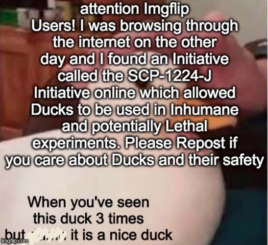 oop guys save the ducks | image tagged in duck | made w/ Imgflip meme maker