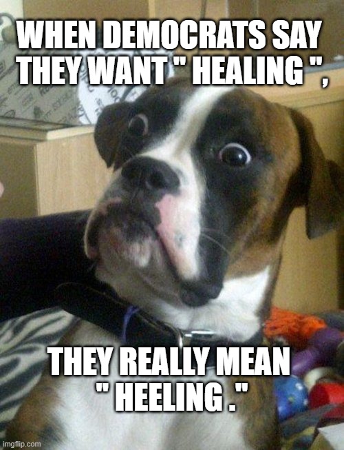 "Down, Boy." | WHEN DEMOCRATS SAY 
THEY WANT " HEALING ", THEY REALLY MEAN 
" HEELING ." | image tagged in shocked doggy,trump,biden,stop the steal | made w/ Imgflip meme maker