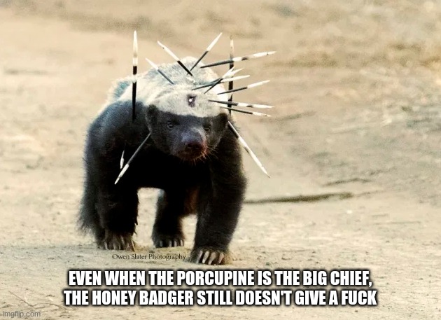 Ode to the Chief | EVEN WHEN THE PORCUPINE IS THE BIG CHIEF, THE HONEY BADGER STILL DOESN'T GIVE A FUCK | image tagged in funny animals,animal crossing,animal,cute animals,animal meme,presidential alert | made w/ Imgflip meme maker