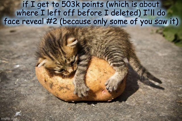 potato cat | if I get to 503k points (which is about where I left off before I deleted) I'll do face reveal #2 (because only some of you saw it) | image tagged in potato cat | made w/ Imgflip meme maker
