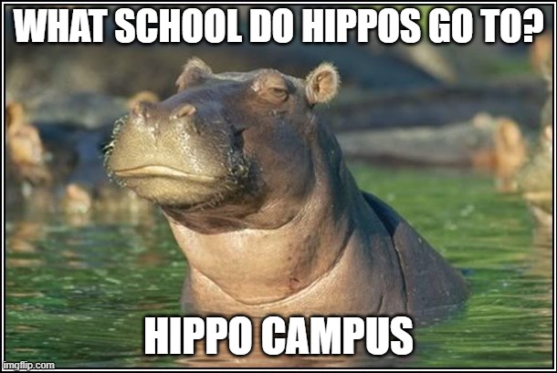 Skeptical Hippo | WHAT SCHOOL DO HIPPOS GO TO? HIPPO CAMPUS | image tagged in skeptical hippo | made w/ Imgflip meme maker