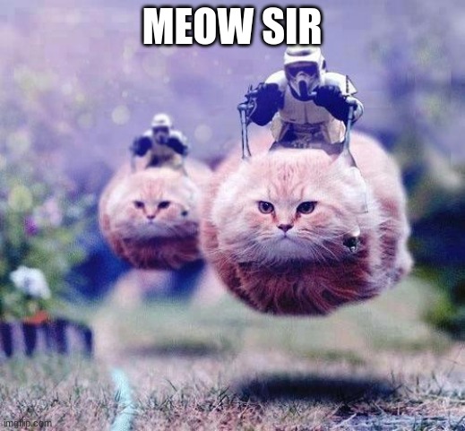 mi ow | MEOW SIR | image tagged in storm trooper cats | made w/ Imgflip meme maker