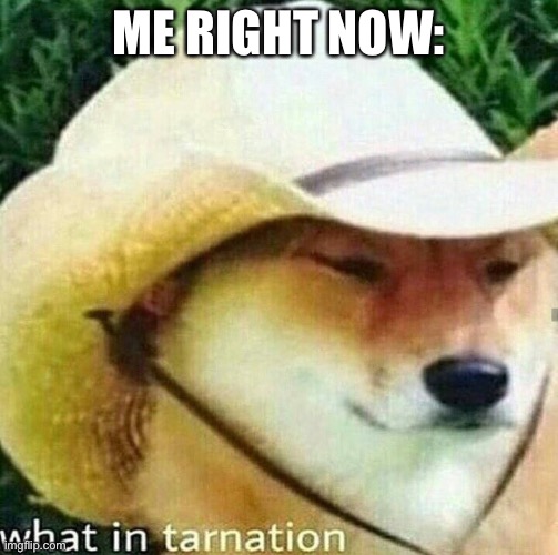 What the f**k happened here? | ME RIGHT NOW: | image tagged in what in tarnation | made w/ Imgflip meme maker