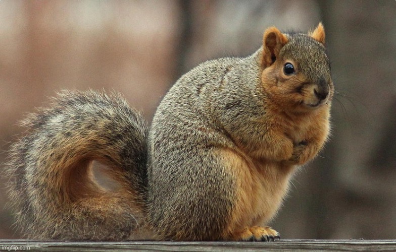 Chubby Squirrel | image tagged in chubby squirrel | made w/ Imgflip meme maker