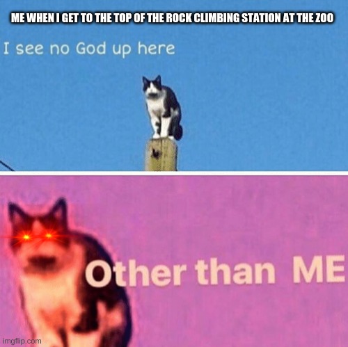 Hail pole cat | ME WHEN I GET TO THE TOP OF THE ROCK CLIMBING STATION AT THE ZOO | image tagged in hail pole cat | made w/ Imgflip meme maker
