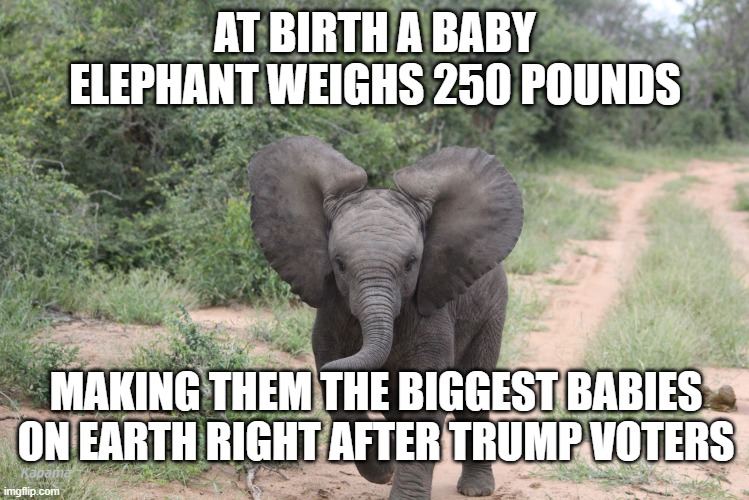 Trump voters | AT BIRTH A BABY ELEPHANT WEIGHS 250 POUNDS; MAKING THEM THE BIGGEST BABIES ON EARTH RIGHT AFTER TRUMP VOTERS | image tagged in trumplicans,donald trump | made w/ Imgflip meme maker