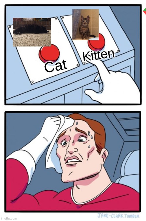 Imgflip poll  Up vote for kitten, comment for cat | Kitten; Cat | image tagged in memes,two buttons,cute kittens,cute cat | made w/ Imgflip meme maker