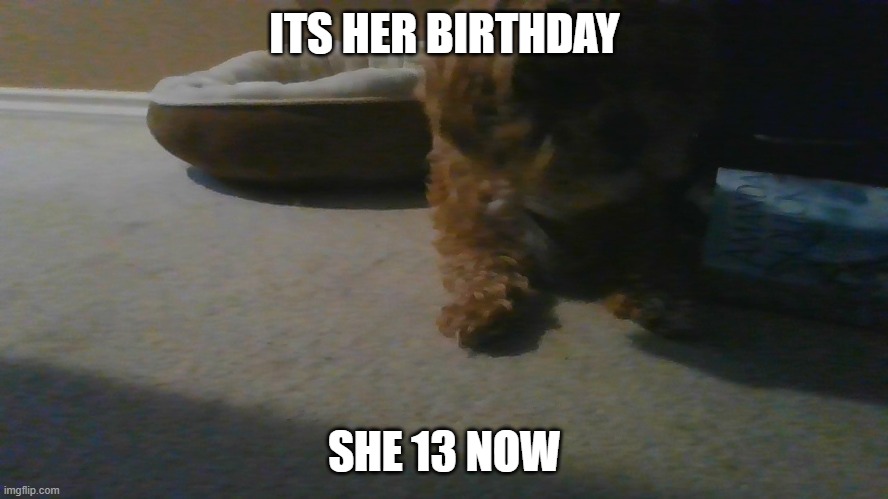her name is annie | ITS HER BIRTHDAY; SHE 13 NOW | image tagged in happy birthday | made w/ Imgflip meme maker