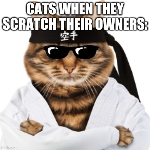 Karate cat | CATS WHEN THEY SCRATCH THEIR OWNERS: | image tagged in karate cat | made w/ Imgflip meme maker