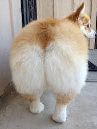 Dog butt meme Blank Meme Template