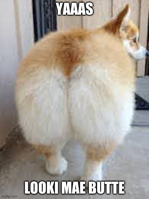 Dog butt meme | YAAAS; LOOKI MAE BUTTE | image tagged in dog butt meme | made w/ Imgflip meme maker
