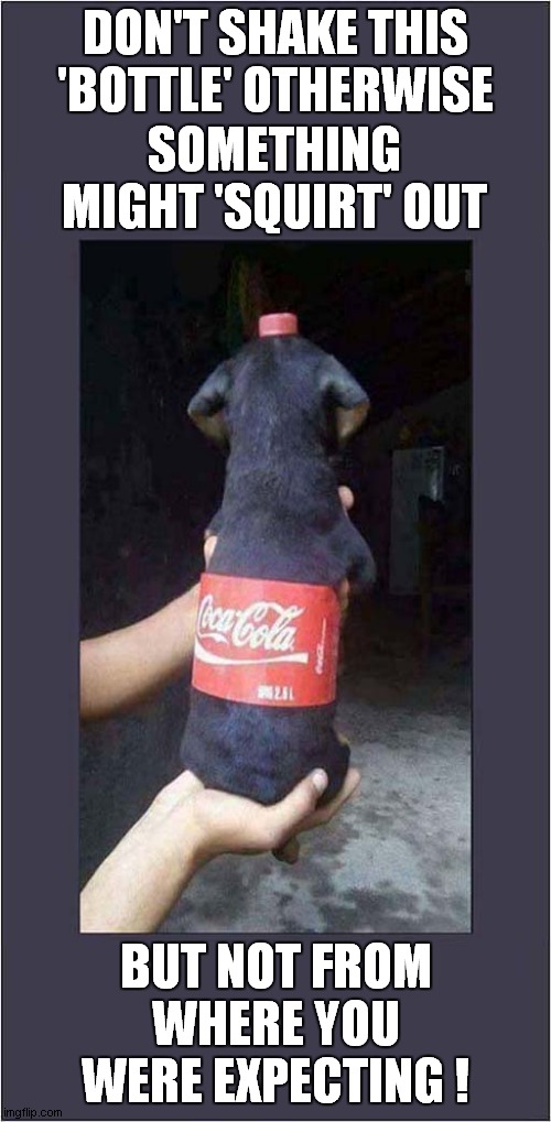 Don't Shake This Dog Or You'll Regret it | DON'T SHAKE THIS 'BOTTLE' OTHERWISE; SOMETHING MIGHT 'SQUIRT' OUT; BUT NOT FROM WHERE YOU WERE EXPECTING ! | image tagged in dogs,shake,regret,frontpage | made w/ Imgflip meme maker