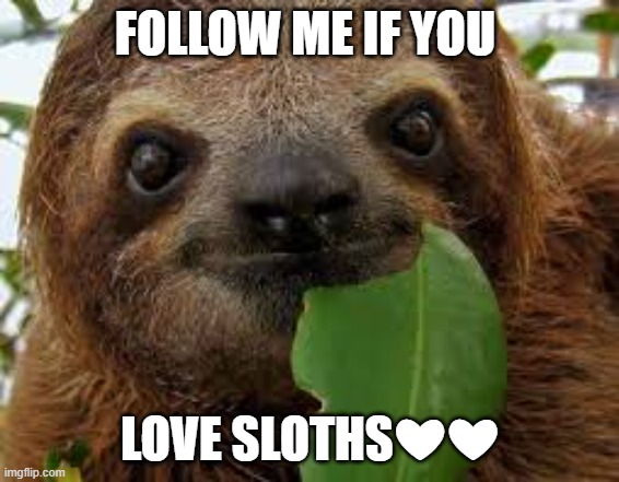 FOLLOW ME IF YOU; LOVE SLOTHS❤❤ | made w/ Imgflip meme maker