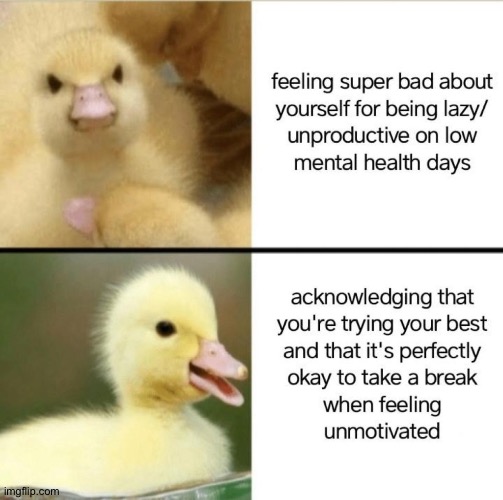 Cute duck | image tagged in duck | made w/ Imgflip meme maker