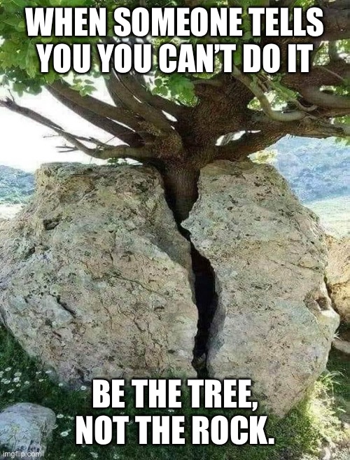 WHEN SOMEONE TELLS YOU YOU CAN’T DO IT; BE THE TREE, NOT THE ROCK. | image tagged in motivation,motivational,strong,nature,strength | made w/ Imgflip meme maker