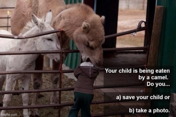 Idiot parent | image tagged in camel | made w/ Imgflip meme maker