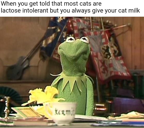 disgusted kermit | When you get told that most cats are lactose intolerant but you always give your cat milk | image tagged in disgusted kermit | made w/ Imgflip meme maker